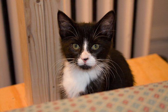 Misha sitting on some wood